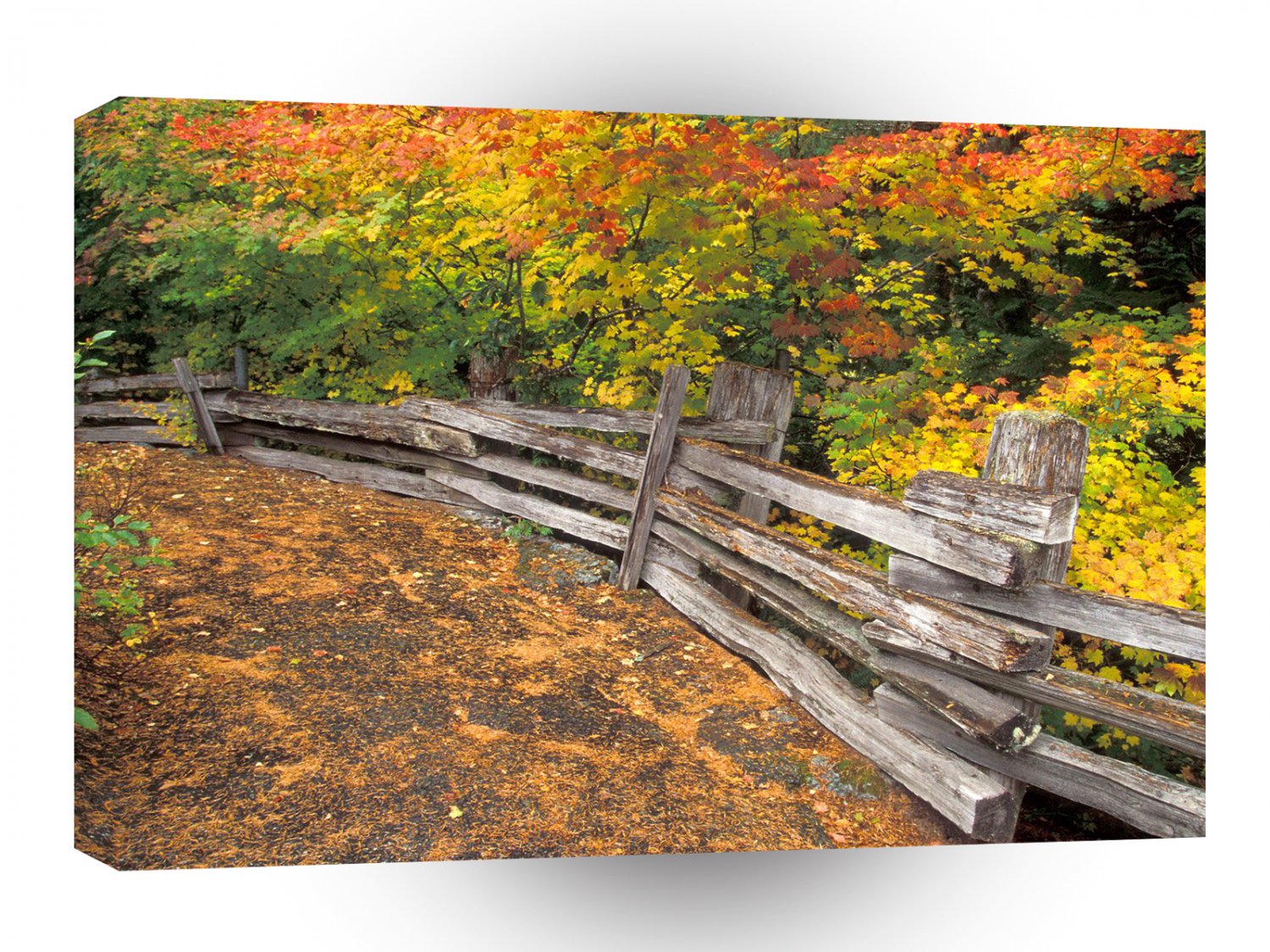 Autumn Split Rail Mount Rainier A1 XLarge Canvas