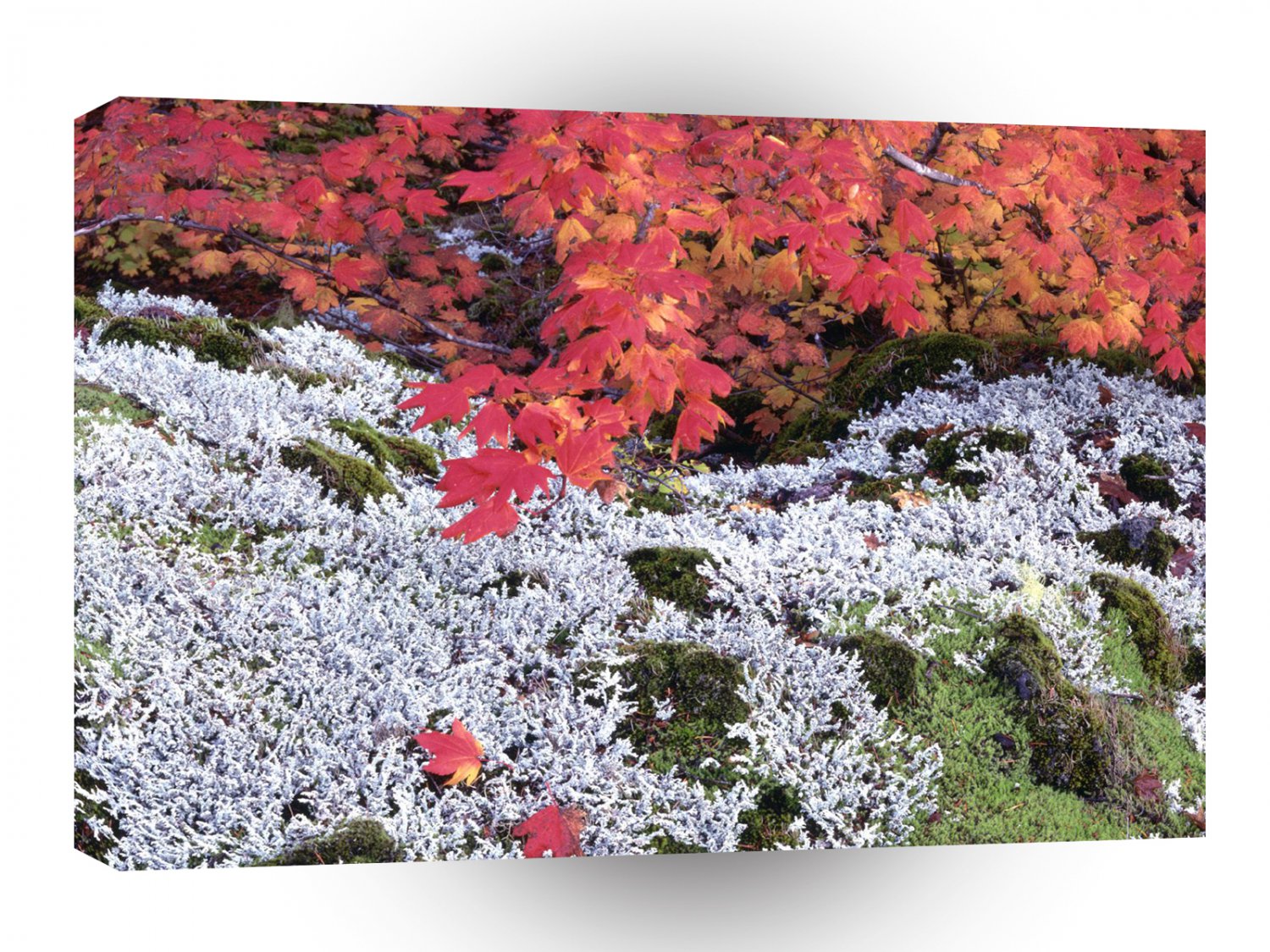Autumn Vine Maple And Lichens A1 XLarge Canvas
