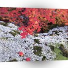 Autumn Vine Maple And Lichens A1 XLarge Canvas