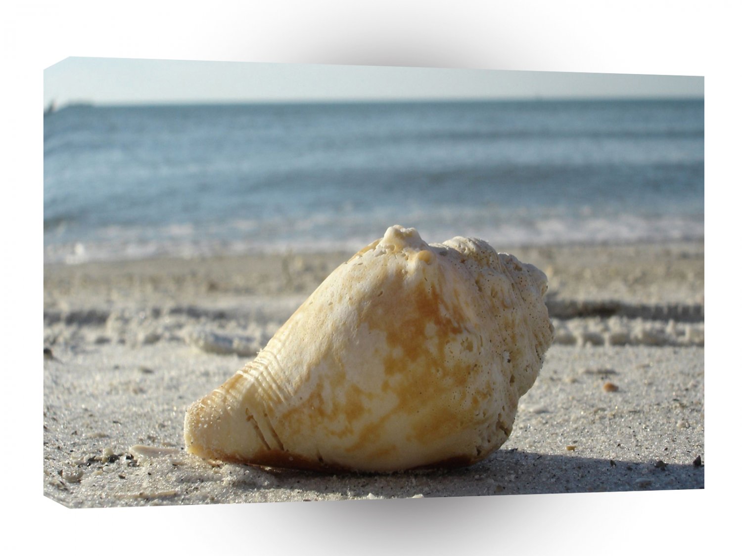 Beach A Clear Water Shell A1 XLarge Canvas