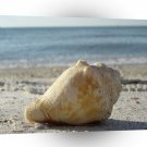 Beach A Clear Water Shell A1 XLarge Canvas
