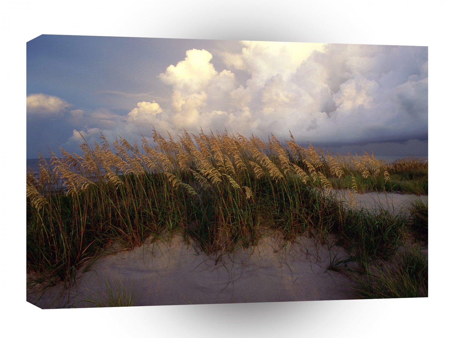 Beach Cape Hatteras Seashore A1 XLarge Canvas