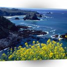 Beach Pacific Coastline Wildflowers Mendocino A1 XLarge Canvas