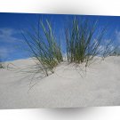 Beach Plant Sand A1 XLarge Canvas