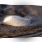 Beach Shell A1 XLarge Canvas
