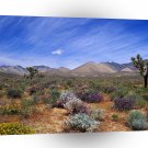 Deserts Bloom Conservation Area A1 XLarge Canvas
