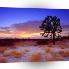 Deserts Joshua Tree Sunset Mojave A1 XLarge Canvas