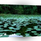 Lake Murphysboro State Park Illinois A1 XLarge Canvas