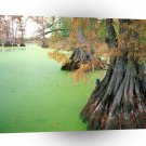 Lake Reelfoot Tennessee A1 XLarge Canvas