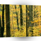 Mountain Autumn Forest Great Park A1 XLarge Canvas