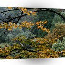 Mountain Autumn Maple Great Smoky Tennessee A1 XLarge Canvas