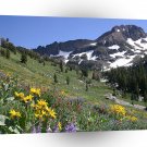 Mountain Spring Bloom Flowers A1 XLarge Canvas
