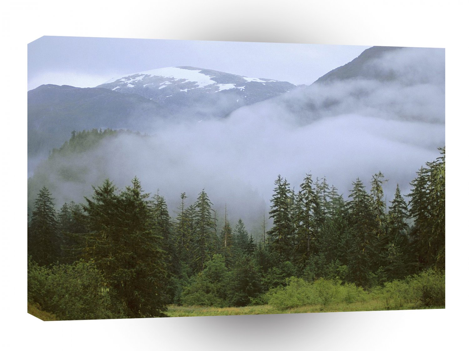 Mountain Temperate Rain Forest British A1 XLarge Canvas