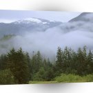 Mountain Temperate Rain Forest British A1 XLarge Canvas