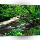 Mountain Tremont Great Park A1 XLarge Canvas