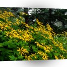 Mountain Woodland Sunflowers Great Smoky Park Tennes A1 XLarge Canvas