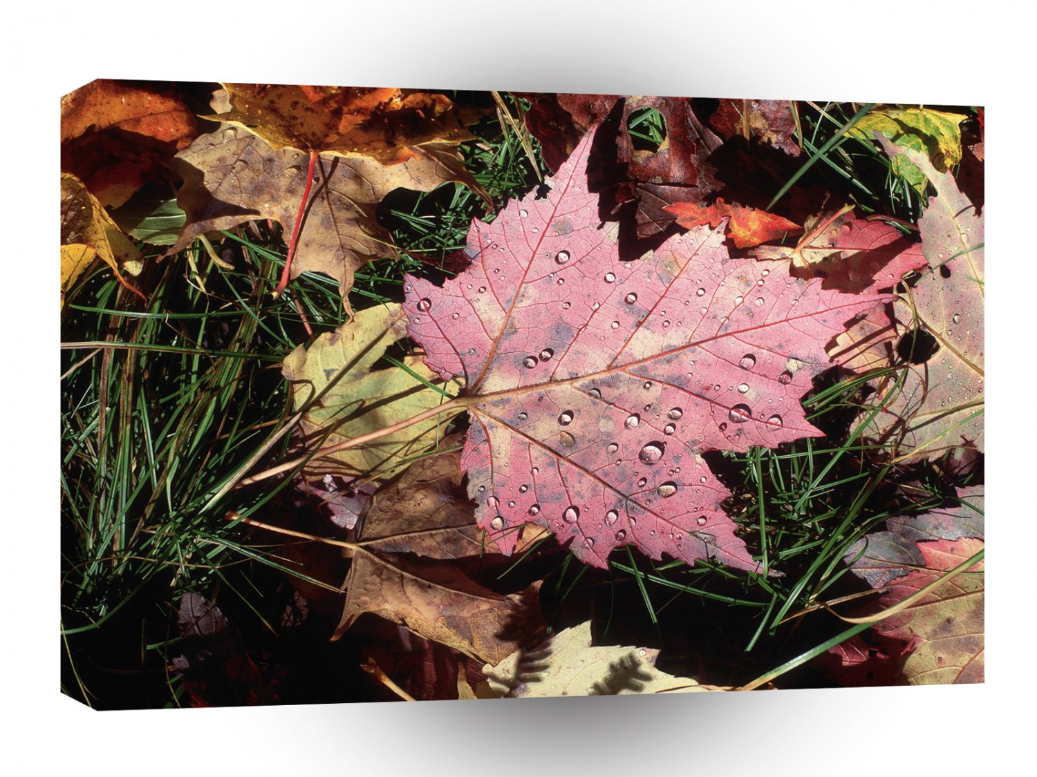 Nature Autumn Leaf Raindrops A1 XLarge Canvas