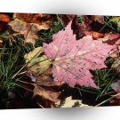 Nature Autumn Leaf Raindrops A1 XLarge Canvas