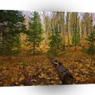 Nature Autumn Leftovers A1 XLarge Canvas