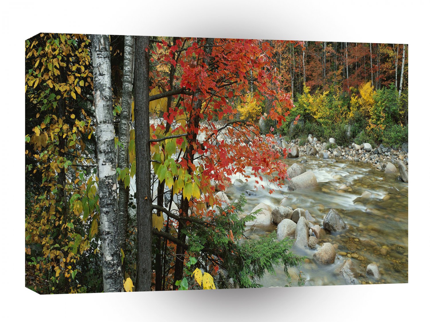 Nature Autumn Ready For Fall A1 XLarge Canvas
