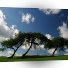 Nature Countryside Trio Of Trees A1 XLarge Canvas