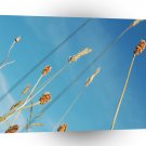 Nature Field Grassy Tops A1 XLarge Canvas