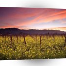 Nature Field Of Yellow A1 XLarge Canvas