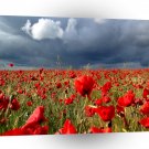 Nature Field Poppy Memories A1 XLarge Canvas