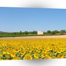 Nature Field Sunflower Meadow A1 XLarge Canvas