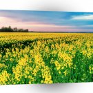 Nature Field Yellow Rapeseed A1 XLarge Canvas