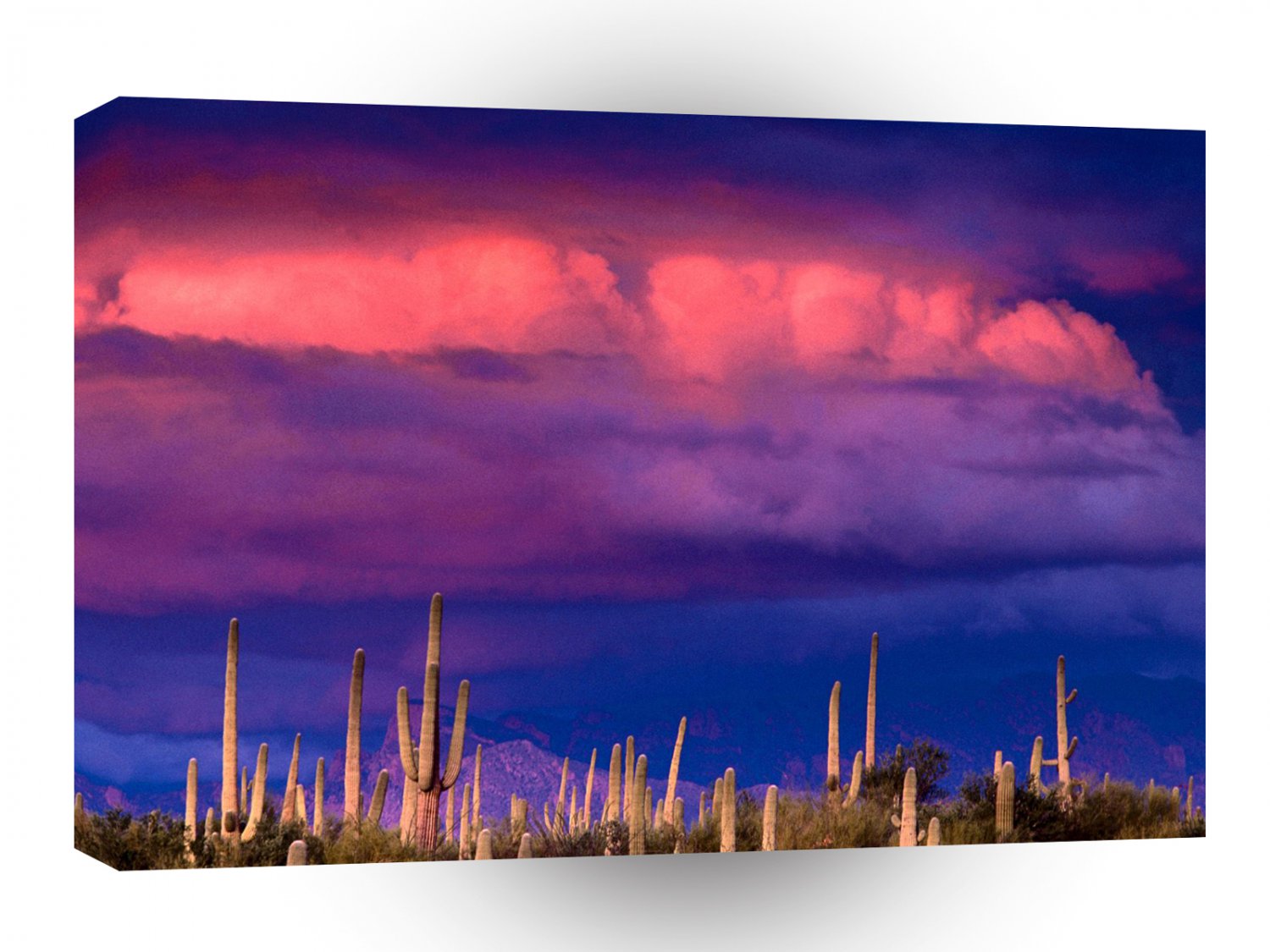 Nature Forces Saguaros Spring Storm Saguaro Monument A1 XLarge Canvas