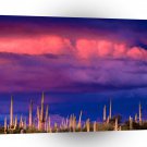 Nature Forces Saguaros Spring Storm Saguaro Monument A1 XLarge Canvas