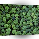 Nature Ireland Leaf Clover A1 XLarge Canvas