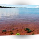 Nature Lakeside Summertime Shore A1 XLarge Canvas