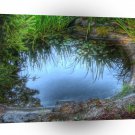 Nature Reserve Lily Pond A1 XLarge Canvas