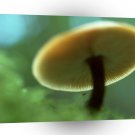 Nature Reserve Mr Mushroom A1 XLarge Canvas