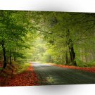 Nature Road Springtime Woods A1 XLarge Canvas