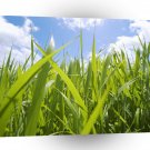 Nature Sky Green Grass A1 XLarge Canvas