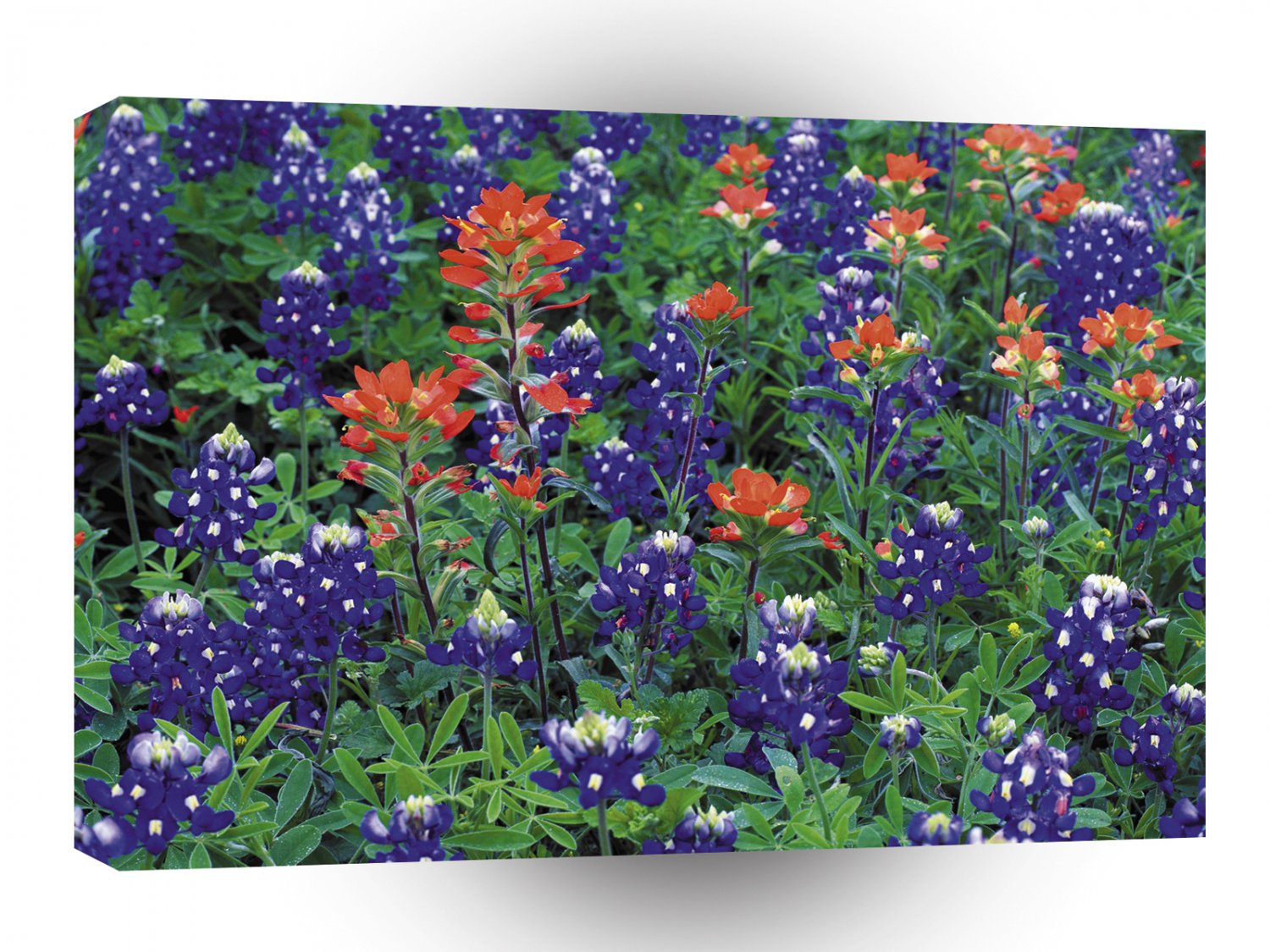 Nature Spring Flower Purple Spring A1 XLarge Canvas