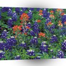 Nature Spring Flower Purple Spring A1 XLarge Canvas