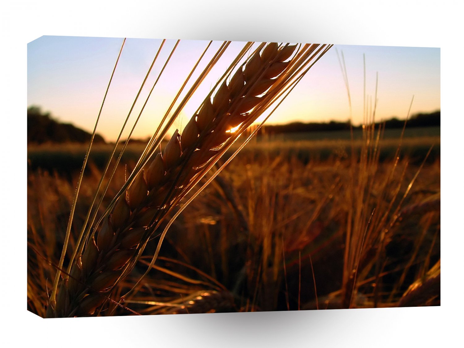 Nature Sunset Through Corn Field A1 XLarge Canvas