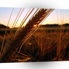 Nature Sunset Through Corn Field A1 XLarge Canvas