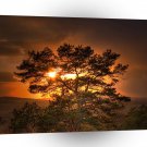 Nature Sunset Treescaped A1 XLarge Canvas