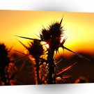 Nature Sunset Tropical Plant A1 XLarge Canvas
