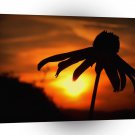 Nature Sunset Umberella Flower A1 XLarge Canvas