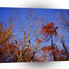 Nature Trees Autumn Burgundy Leaves A1 XLarge Canvas