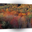 Nature Trees Autumn Colorful Hill A1 XLarge Canvas