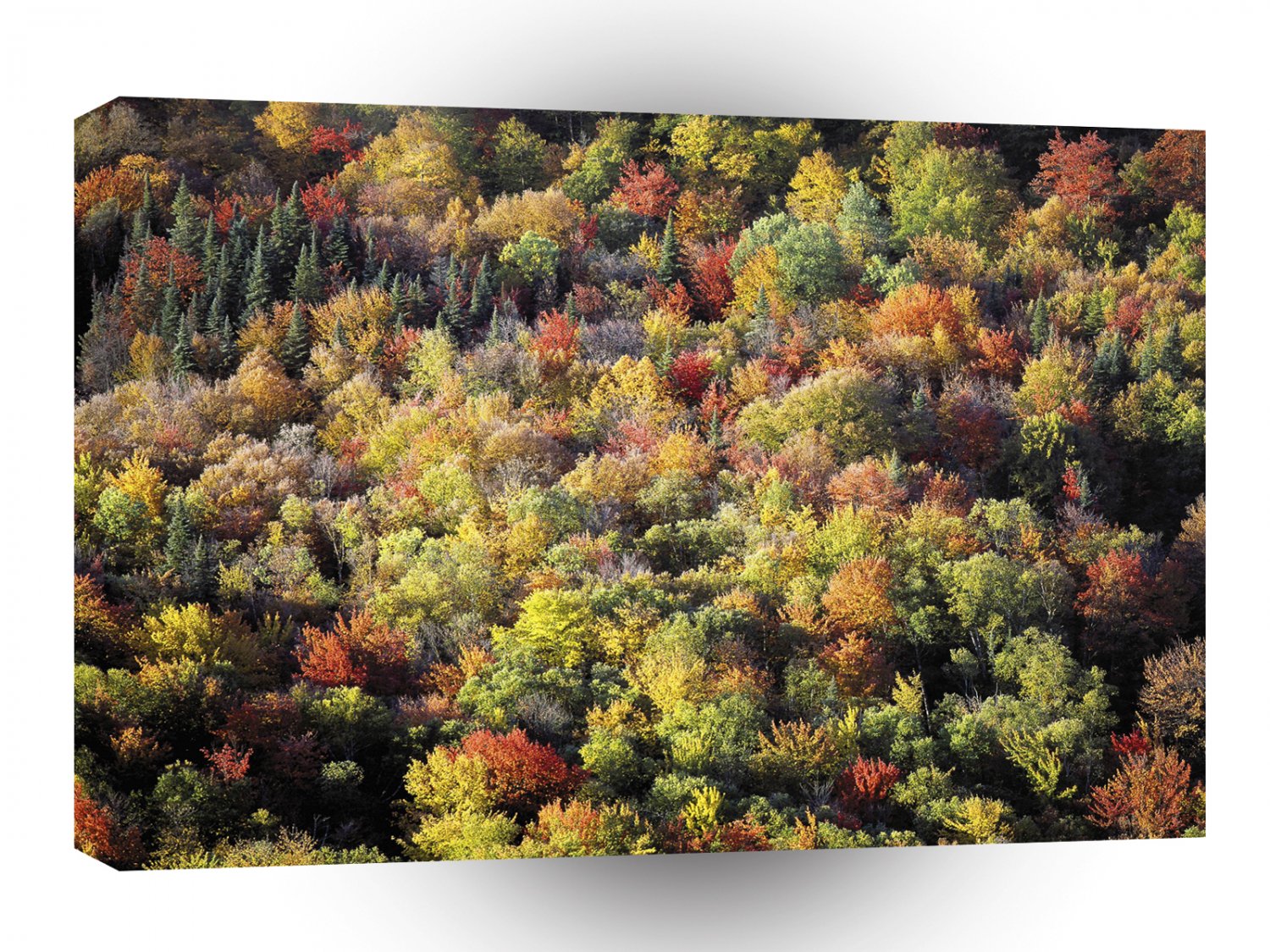 Nature Trees Autumn Forest A1 XLarge Canvas