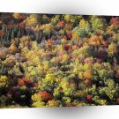 Nature Trees Autumn Forest A1 XLarge Canvas