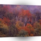 Nature Trees Autumn Mix A1 XLarge Canvas